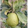 Citrus cedrat de florence