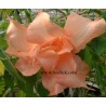 Brugmansia pink perfection