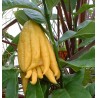 Citrus cedrat digitata