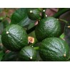 Citrus cedrat medica diamante