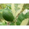 Citrus cedrat medica variegata