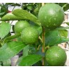 Citrus citron vert lime aurantifolia
