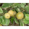 Citrus citron vert lime aurantifolia variegata
