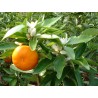 Citrus clementina