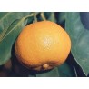 Citrus deliciosa