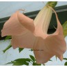 Brugmansia pink beauty