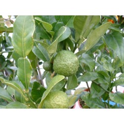 Citrus hystrix