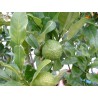 Citrus hystrix