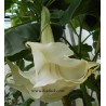 Brugmansia knightii
