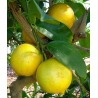 Citrus lemon eureka