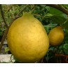Citrus lemon meyer