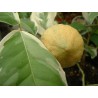 Citrus lemon variegatum