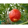 Citrus lemon rosso