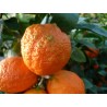 Citrus lime rangpur