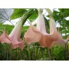 Brugmansia insignis