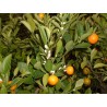 Citrus madurensis calamondin