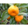 Citrus mandarinier satsuma