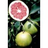 Citrus paradisi ruby star