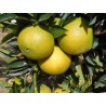 Citrus sinensis washington navel
