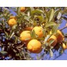 Citrus volkameriana