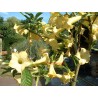 Brugmansia grand marnier