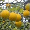 Poncirus trifoliata