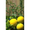 Poncirus trifoliata flying dragon