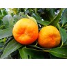 Citrus yuzu