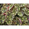 Begonia bowarae