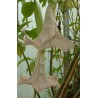 Brugmansia glockenfontaine