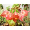 Begonia christmas candy