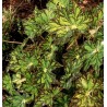 Begonia cleopatra