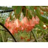 Begonia comte de meribel