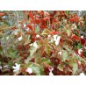 Begonia concord