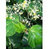 Begonia convolvulacea