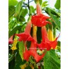 Brugmansia super spot