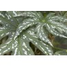 Begonia diadema