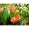 Begonia dielytra