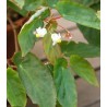 Begonia dietrichiana