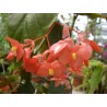 Begonia douglas nisbet