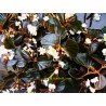 Begonia dragon wings baby alba bronze