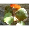 Begonia erytrophylla