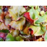 Begonia erytrophylla helix