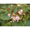 Begonia evansiana