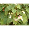 Begonia evansiana alba