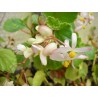 Begonia fischeri var palustris