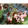 Begonia good and plenty