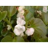 Begonia gustave blanc