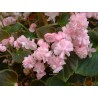 Begonia gustave rose