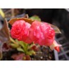 Begonia gustave rouge